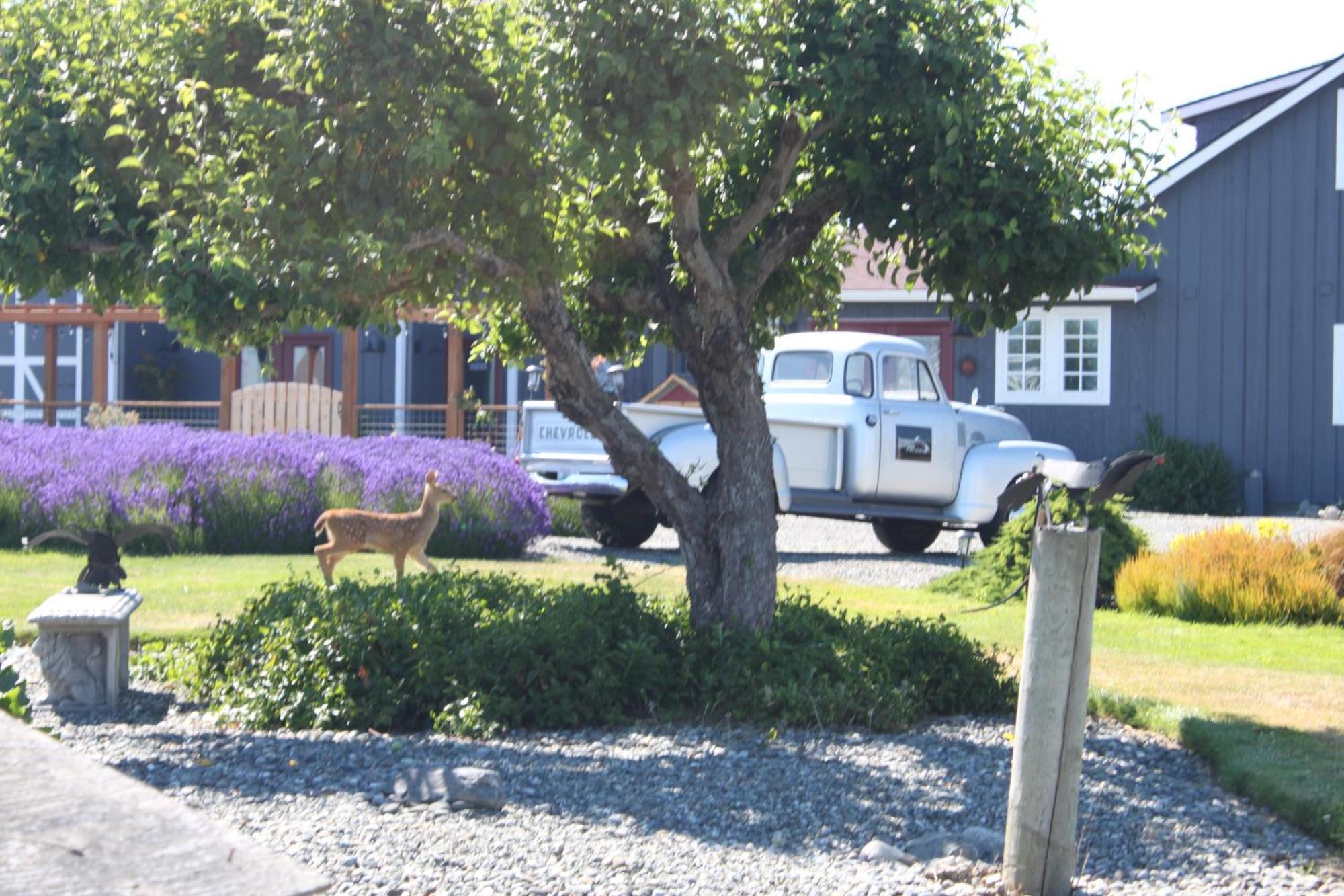 Dungeness Barn House Bed And Breakfast At Two Crows Farm Sequim Exterior photo
