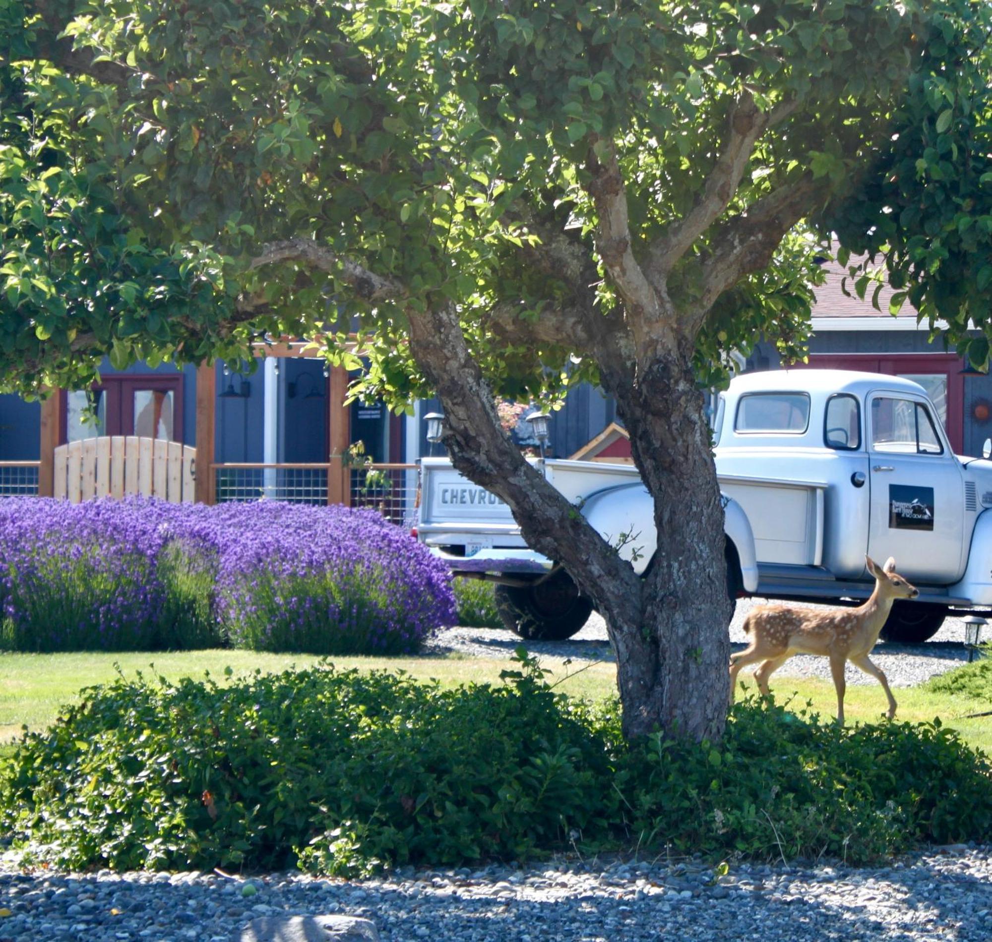 Dungeness Barn House Bed And Breakfast At Two Crows Farm Sequim Exterior photo